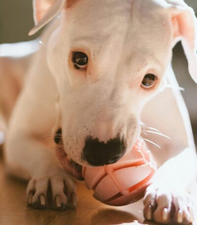 Nearby Doggo Argentino Puppy
