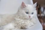 Nearby Blue Eyes Persian Kittens - Image 2