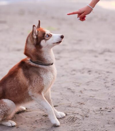 Nearby Siberian Husky | Copper & White Color With Blue Eye