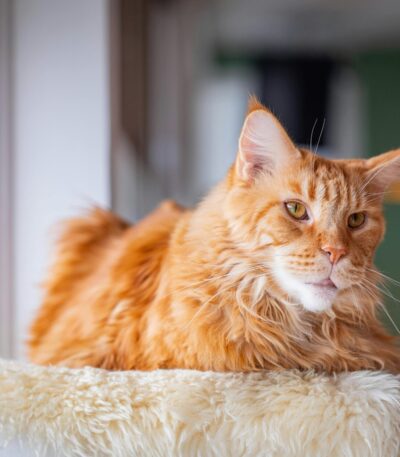 Maine Coon Cats & Kittens