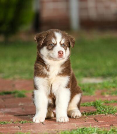 Nearby Siberian Husky | Copper & White Color With Blue Eye