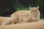 Nearby Maine Coon Cats & Kittens - Image 8
