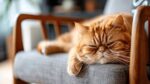 Nearby Exotic Shorthair Cats & Kittens - Image 6