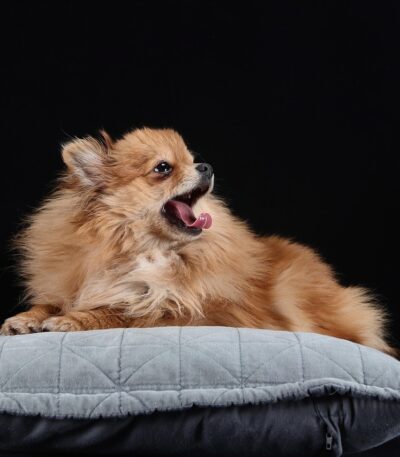 Nearby Culture Pom Puppy | Orange Color