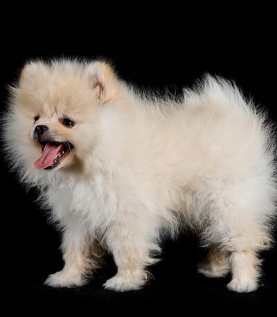 Nearby White Culture Pom puppy