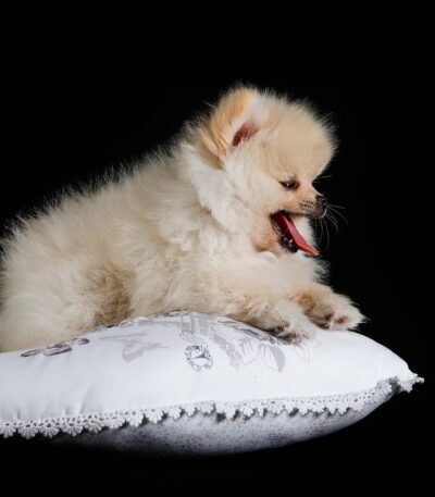 Nearby Culture Pom Puppy | White Color