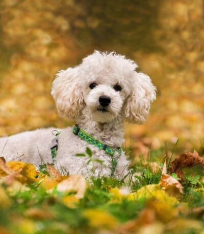 White Toy Poodle