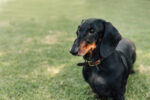 Nearby Dachshund Puppy | Black & Tan Color