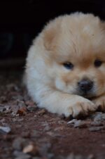 Nearby Cream Chow Chow puppy