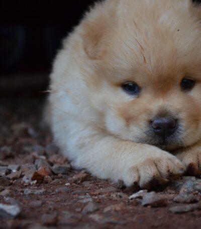 Nearby Cream Chow Chow puppy