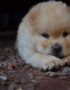 Nearby Cream Chow Chow puppy