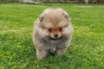Nearby Culture Pom Puppy | Orange Color
