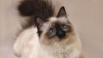 Himalayan Cats & Kittens