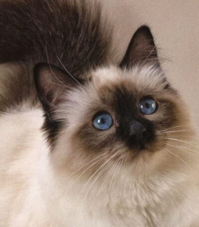 Himalayan Cats & Kittens