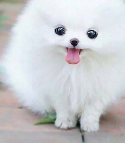 White Teacup Pom