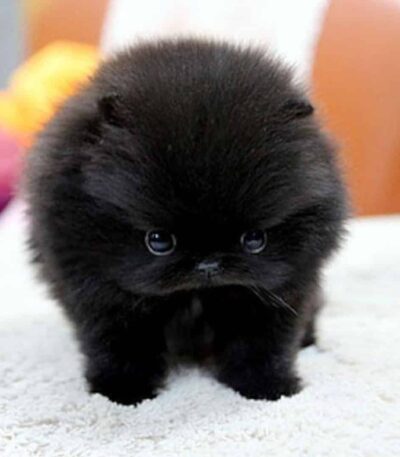 Black Teacup Pom
