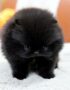 Black Teacup Pom