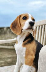 Nearby Beagle | Tricolor Puppy