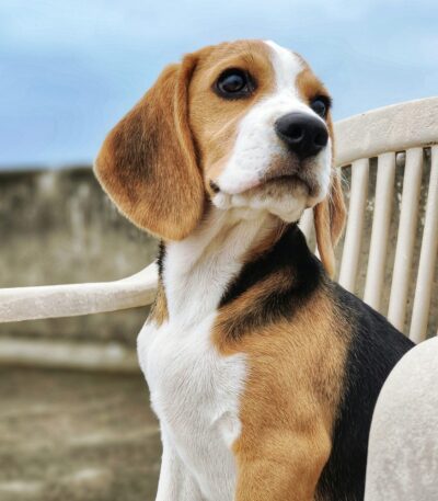 Nearby Beagle | Tricolor Puppy