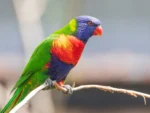 Red collared Lorikeet