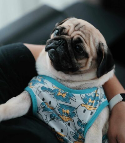 Nearby Fawn Pug color puppy