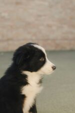 Nearby Border Collie Puppy