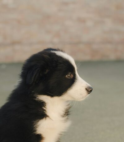 Nearby Border Collie Puppy