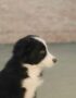 Nearby Border Collie Puppy