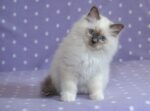 Ragdoll Cats & Kittens