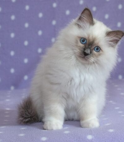 Ragdoll Cats & Kittens