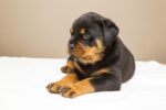 Nearby Rottweiler Puppy