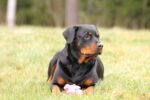 Nearby Rottweiler Puppy