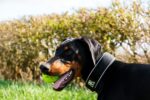 Nearby Doberman Pinscher Puppy | Black & Rust Color