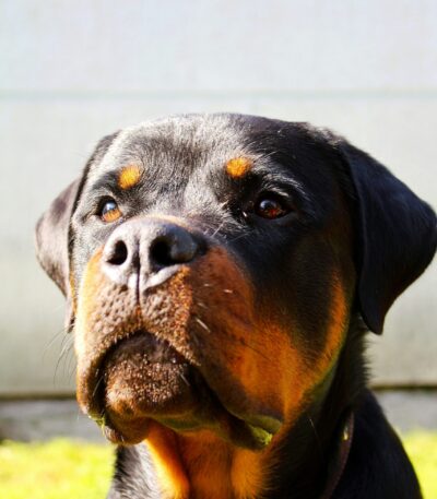 Nearby Rottweiler Puppy