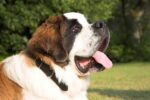 Nearby Saint Bernard Puppy