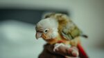 Green Cheek Conure