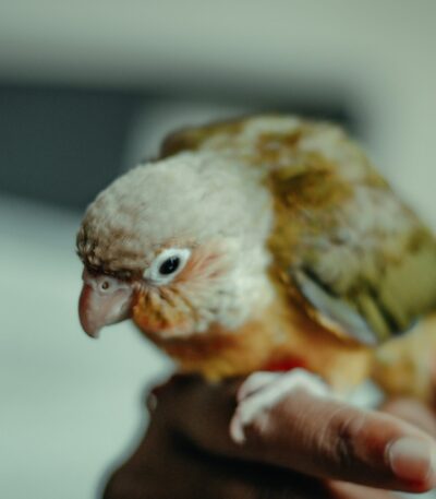 Green Cheek Conure