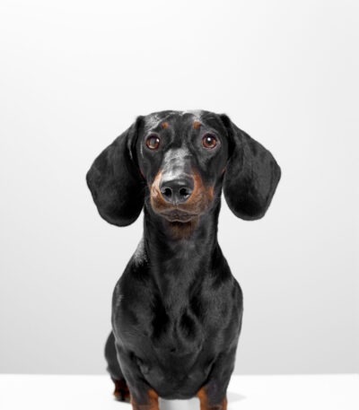 Nearby Black & Tan Dachshund puppy