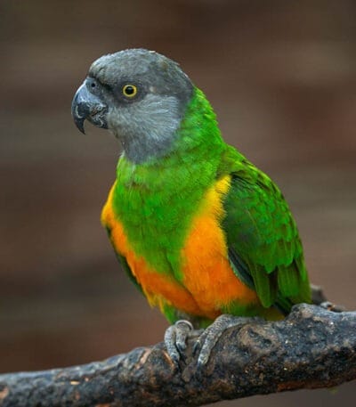 Senegal Parrot