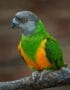 Senegal Parrot