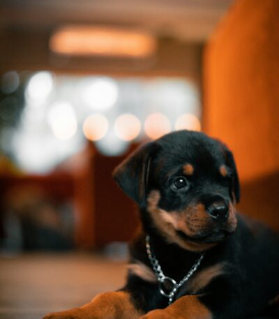 Nearby Rottweiler Puppy