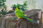 Nanday conure