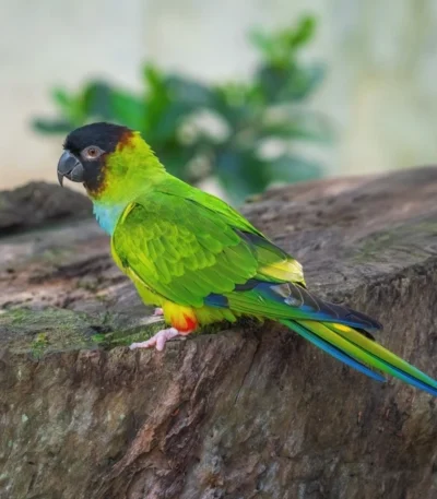 Nanday conure