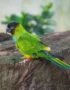 Nanday conure