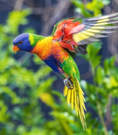 Rainbow Lorikeet
