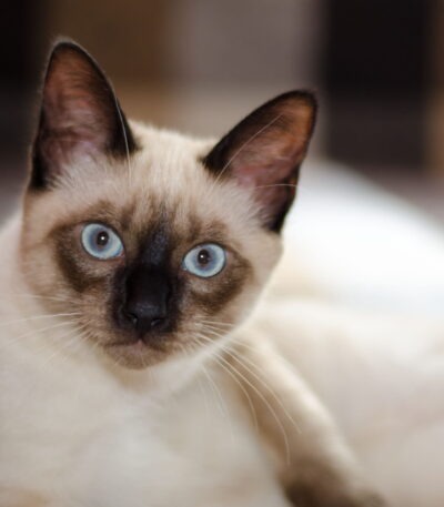 Siamese Cats & Kittens