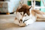 Nearby Siberian Husky | Copper & White Color With Brown Eye