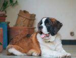 Nearby Saint Bernard Puppy