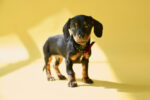 Nearby Dachshund Puppy | Chocolate & Tan