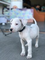 Nearby Doggo Argentino Puppy